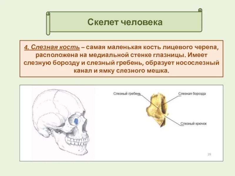 Самая маленькая кость у человека где находится. Слезная кость. Слезная кость в черепе человека. Слезная кость строение. Слезная кость черепа анатомия.