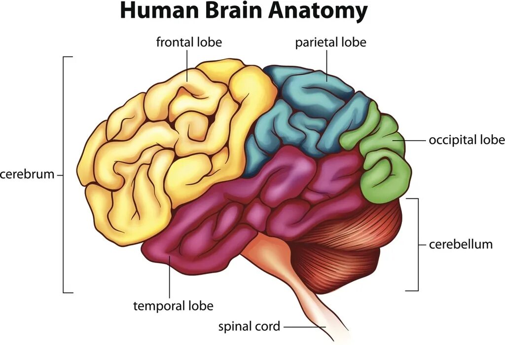 Головной мозг анатомия на русском. Головной мозг инфографика. Parts of human brain. Parts of human brain. Brain functions.