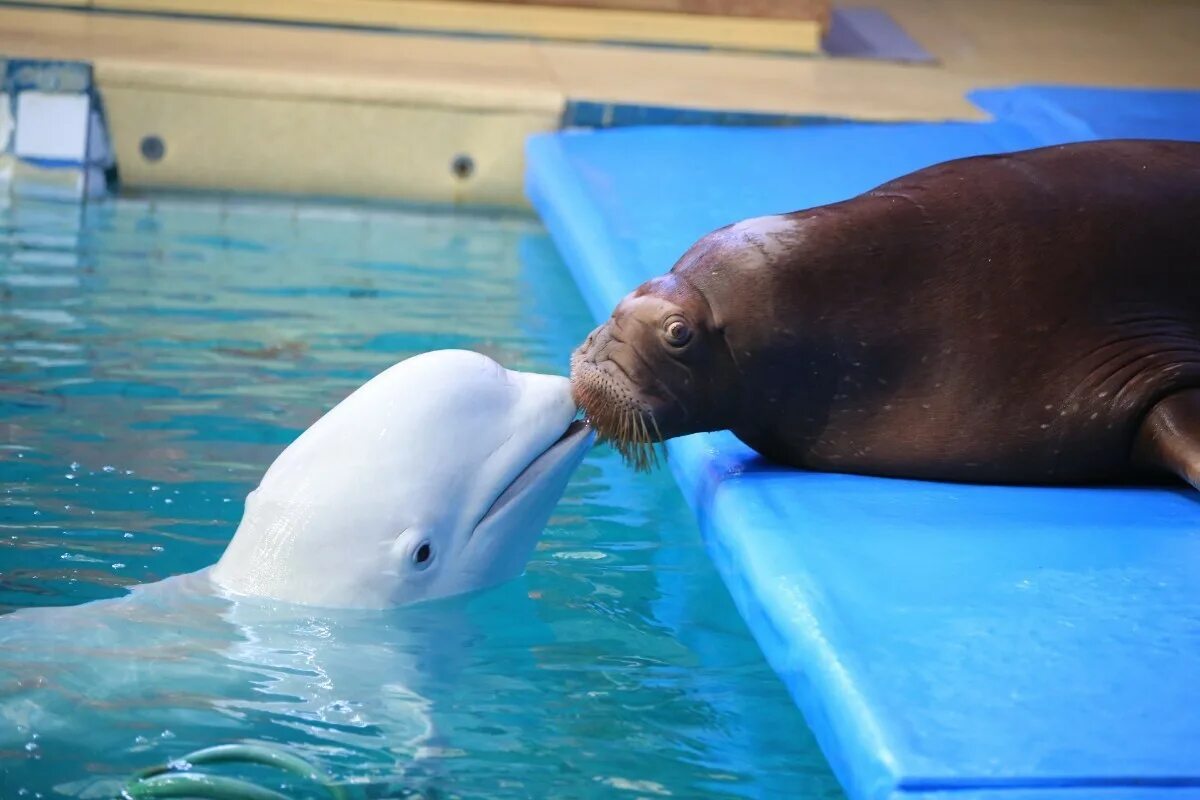 Дельфинарий Ярославль Дубки. Ярославский дельфинарий Dolphin Planet. Белуха шоу Ярославль дельфинарий. Долфин Ярославль отель дельфинарий.