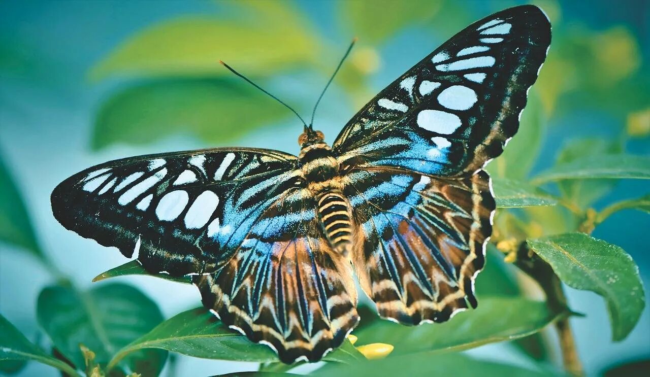 Название самых красивых бабочек. Красивые бабочки. Тропические бабочки. Экзотические бабочки. Редкие бабочки.