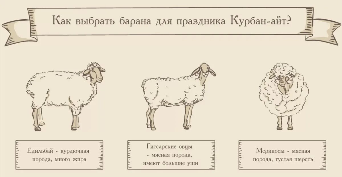 Овца. Бараны. Спаривание овец. Бараны. Жирный баран.