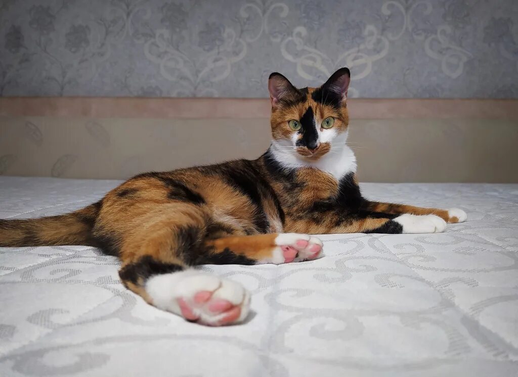 Трехцветные коты мужского пола. Трехцветная кошка и мужчина. кошки черепахового окраса лоскутного. бывают ли трехцветные кошки мальчики. бывают ли трехшерстные коты мальчики.