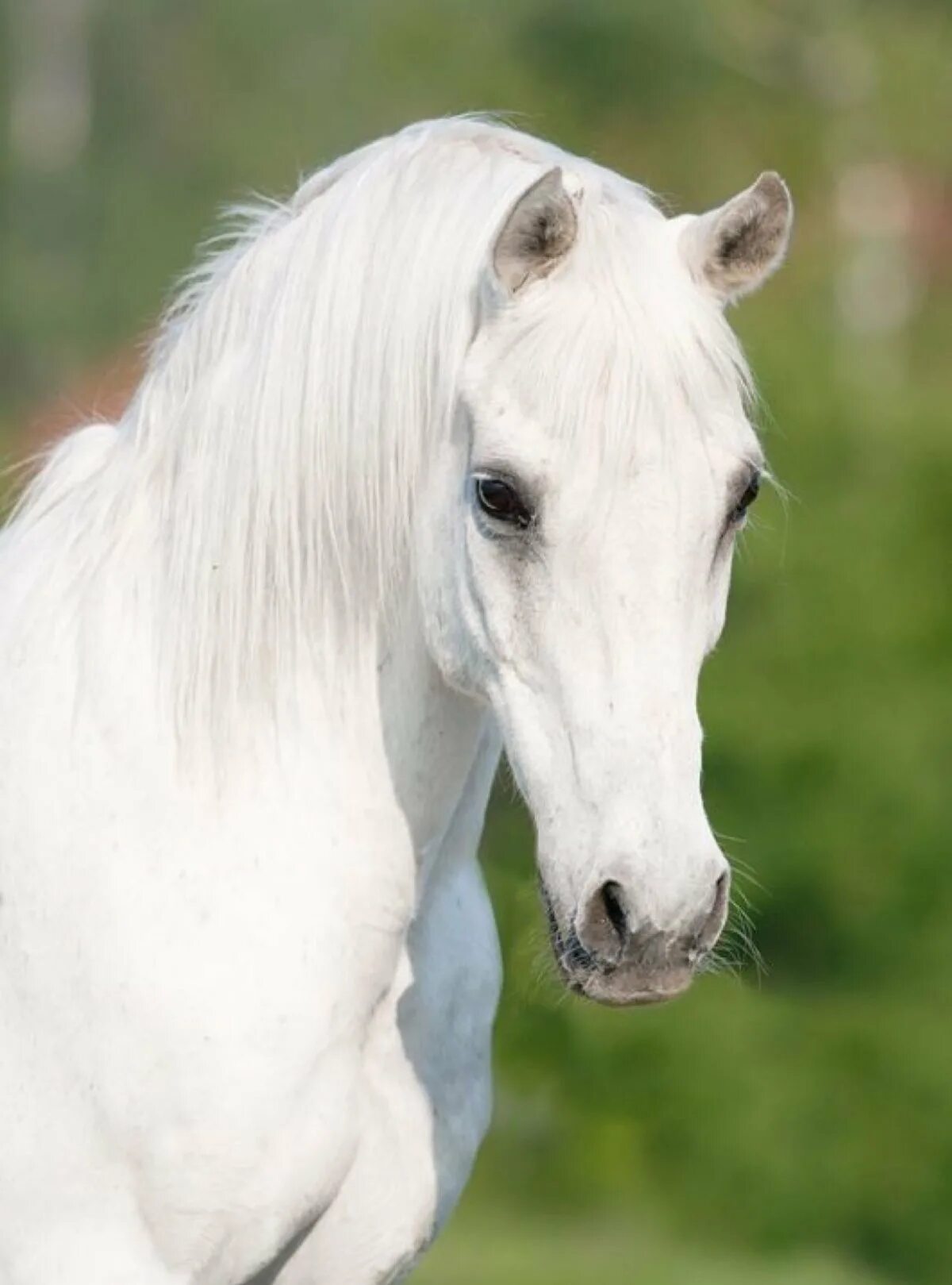 Лошади породы марвари. Альбинос масть лошади. Белый рысак. Марвари серый.