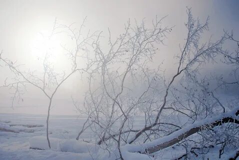 Заснеженные ветви