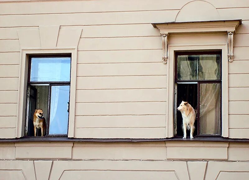 Окно напротив соседи. Смешные окна. Собака в окне. Люди выглядывают в окна домов. Выгляни в окно.