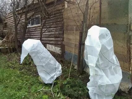 Как укрыть на зиму плетистую