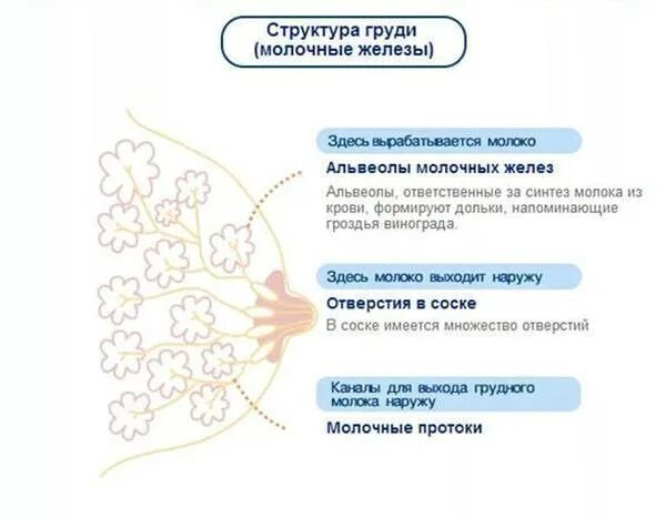 Когда начинает болеть молочные железы