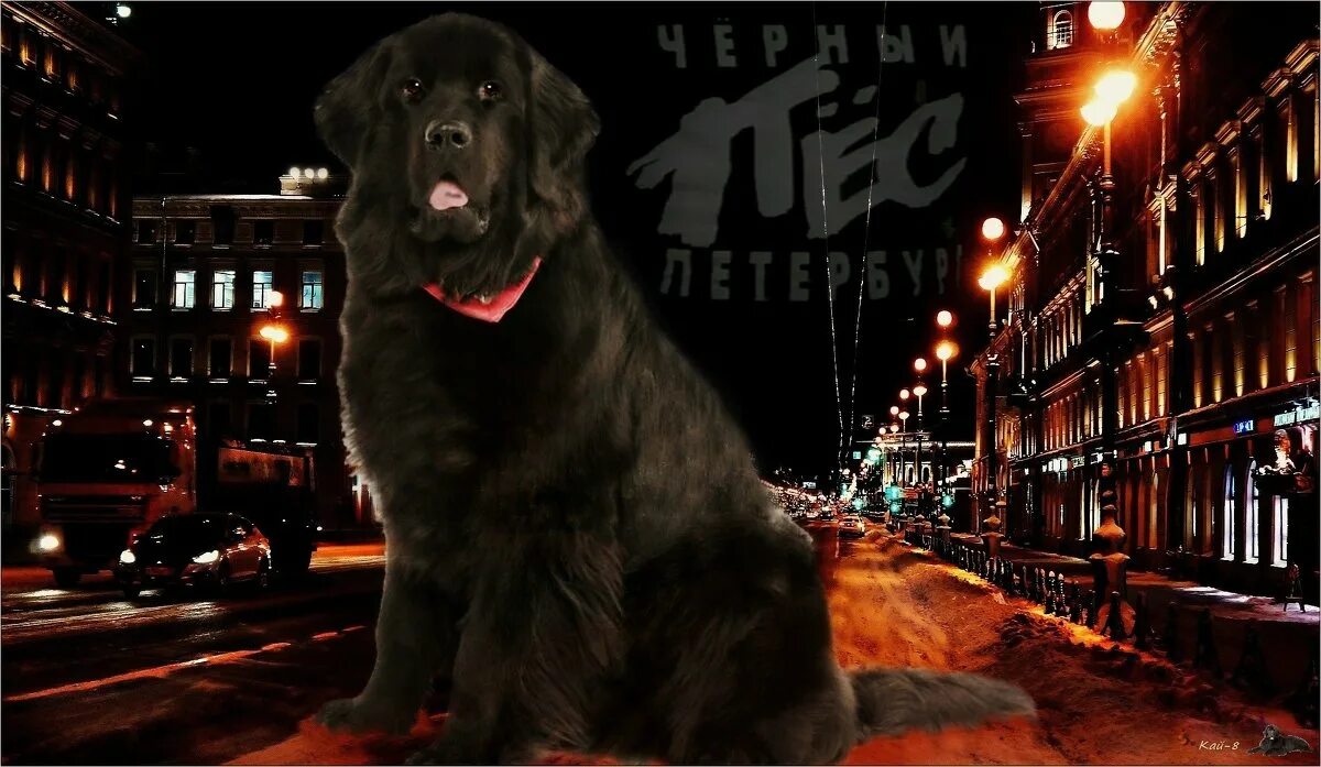 ддт черный пес петербург (1993) 2lp обложка. ддт. альбом черный пес петербург. черный пес петербург, vol. ддт черный пес петербург обложка.