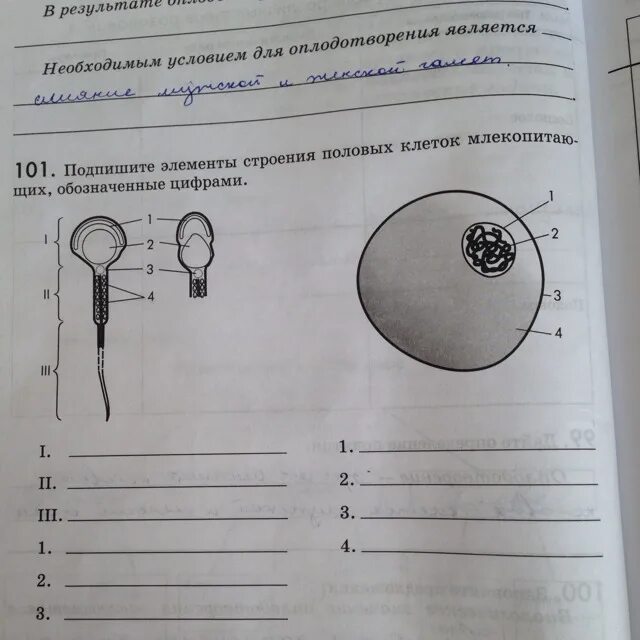 Рисунок мужской половой клетки. Подпишите элементы строения половых клеток млекопитающих. Строение половых клеток. Элементы строения половых клеток. Строение половых клеток млекопитающих.