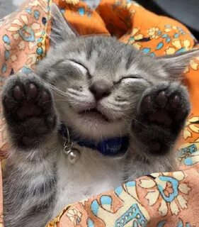 Можно смешных кошек