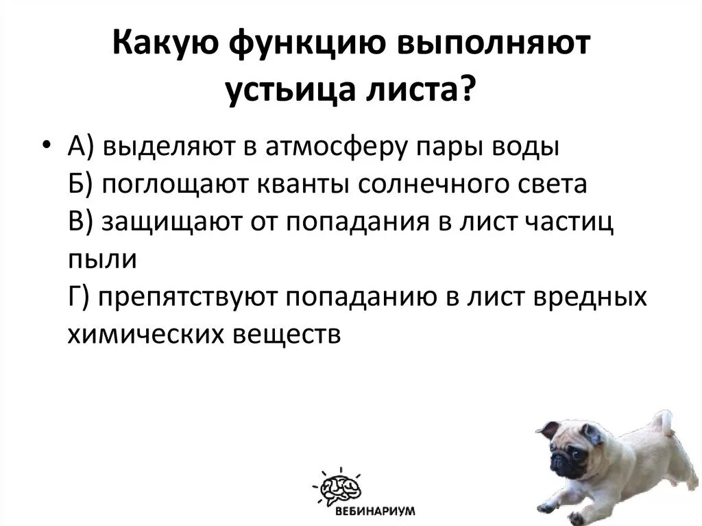 Какую функцию выполняют дне