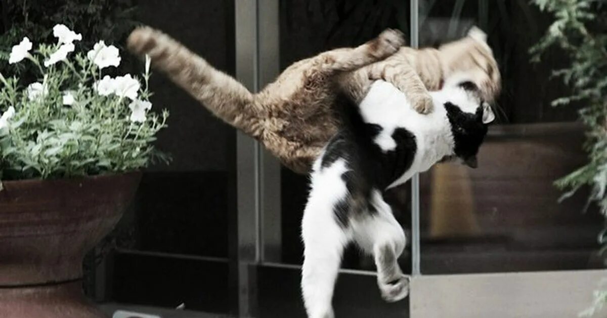 Кот нападает на девушку. Кот в боевой стойке. драчливый кот. день кувыркальщика. котенок нападает.