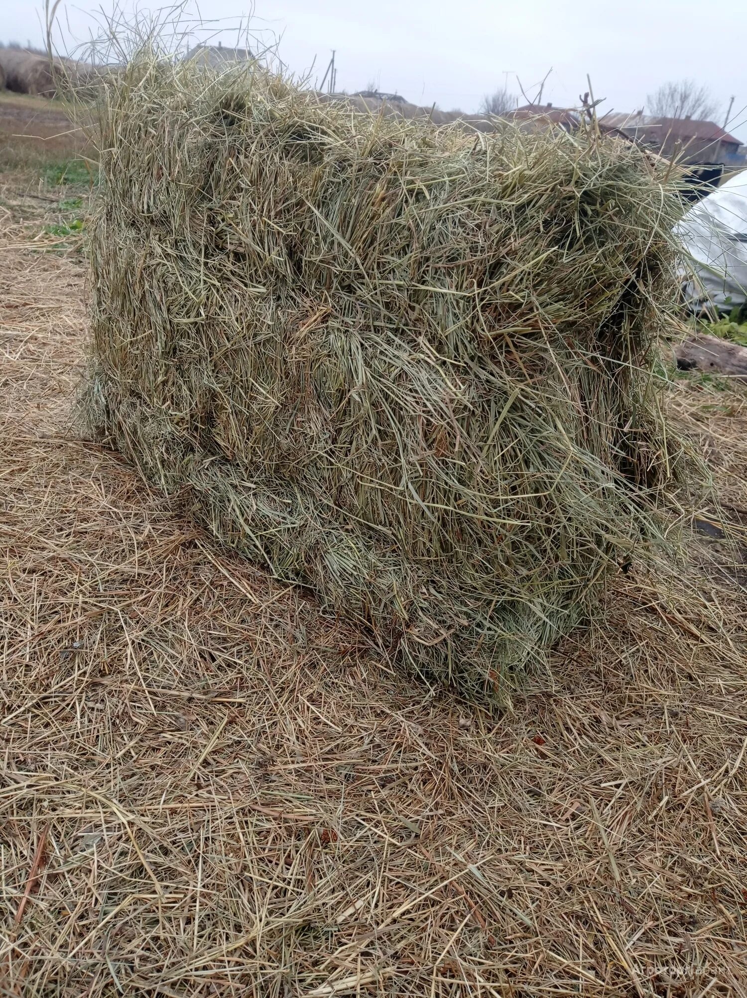 Сено солома. Сено зеленое. Сапог сено и солома. Солома в тюках купить. Сено воронежской