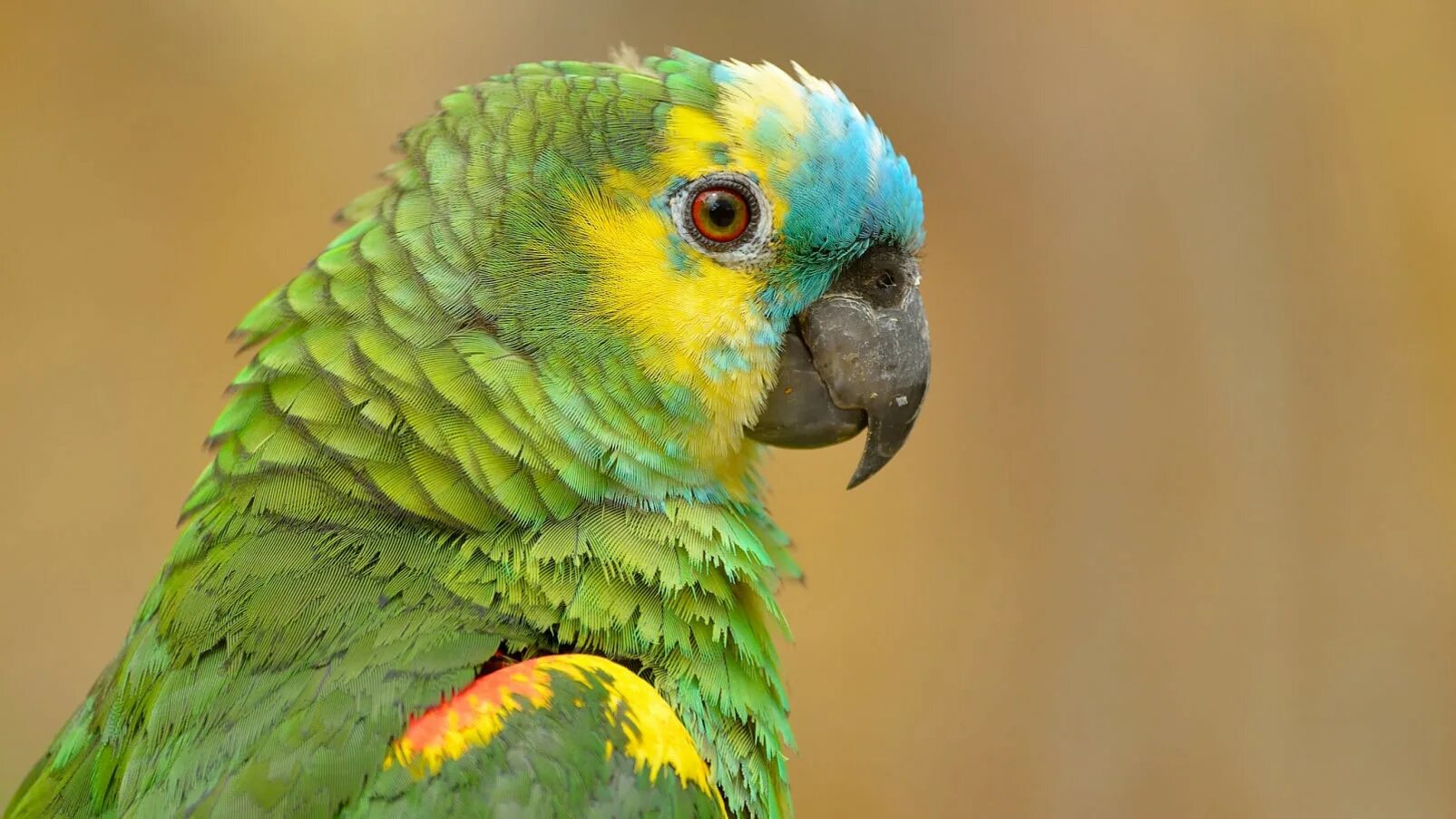 Амазон попугай. Синелобый амазонский попугай. Зеленый амазонский попугай. Попугай зеленый Амазон. Curl parrot
