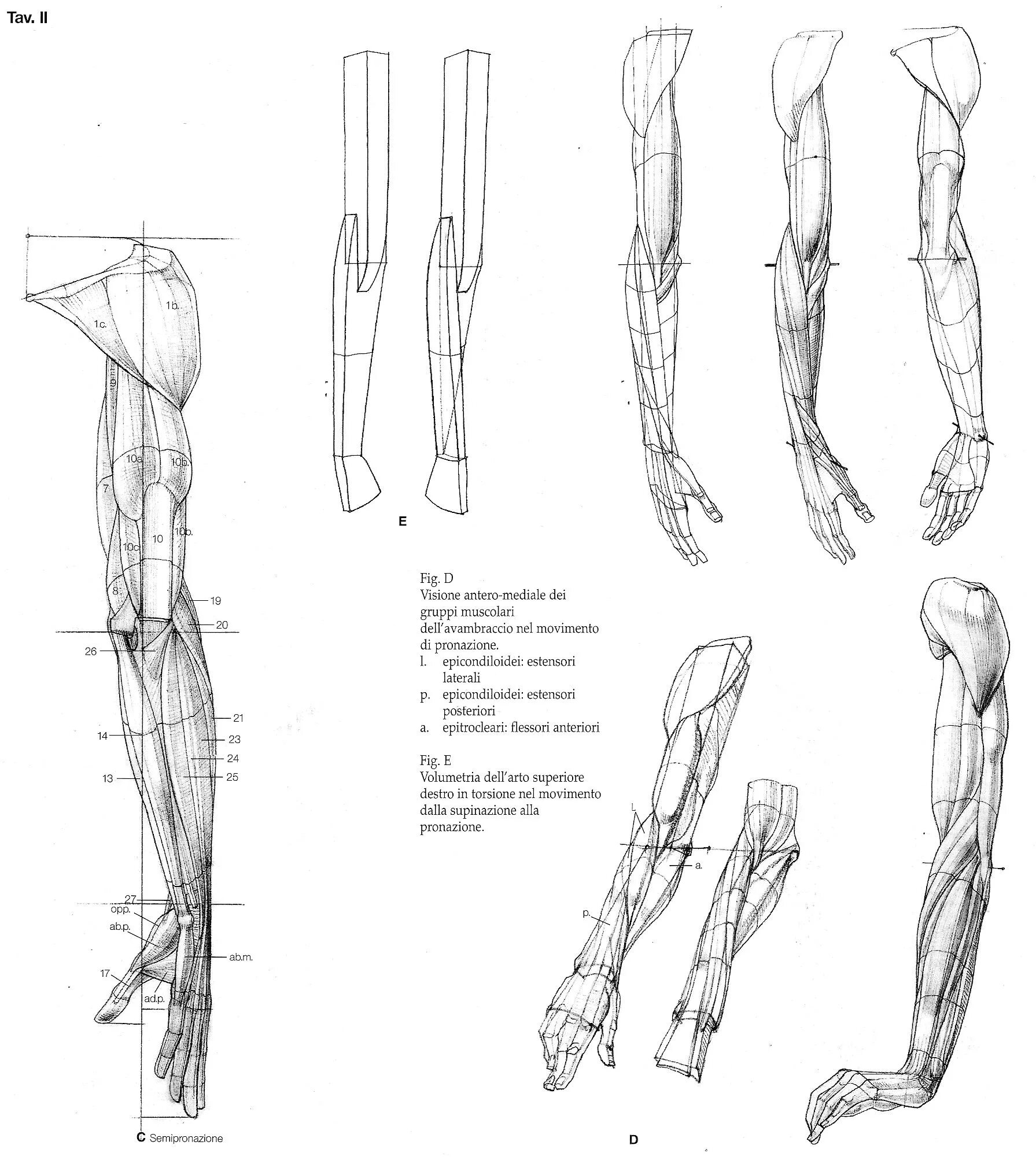Строение руки рисунок. Баммес анатомия мышцы рук. Мышцы предплечья Баммес. Локтевой сустав Баммес. Анатомия Баммеса для художников руки.