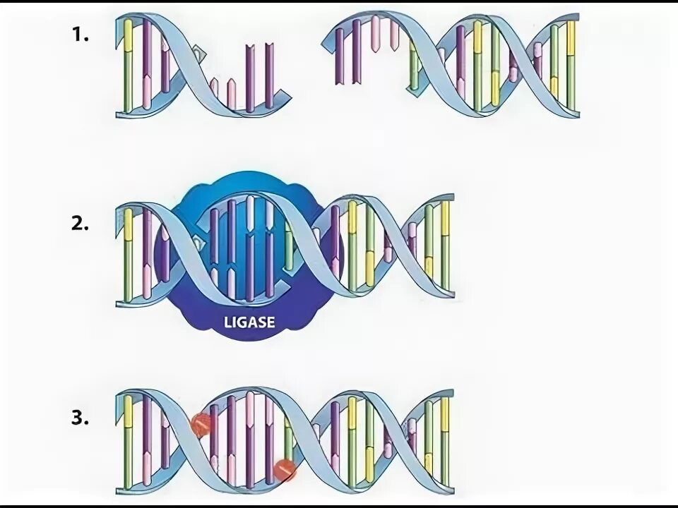 Т4 днк лигаза. Dna ligase. Dna ligase biochemistry. Терминация репликации днк биохимия. Dna nicks.