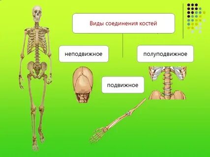 Скелет конечностей тип костей