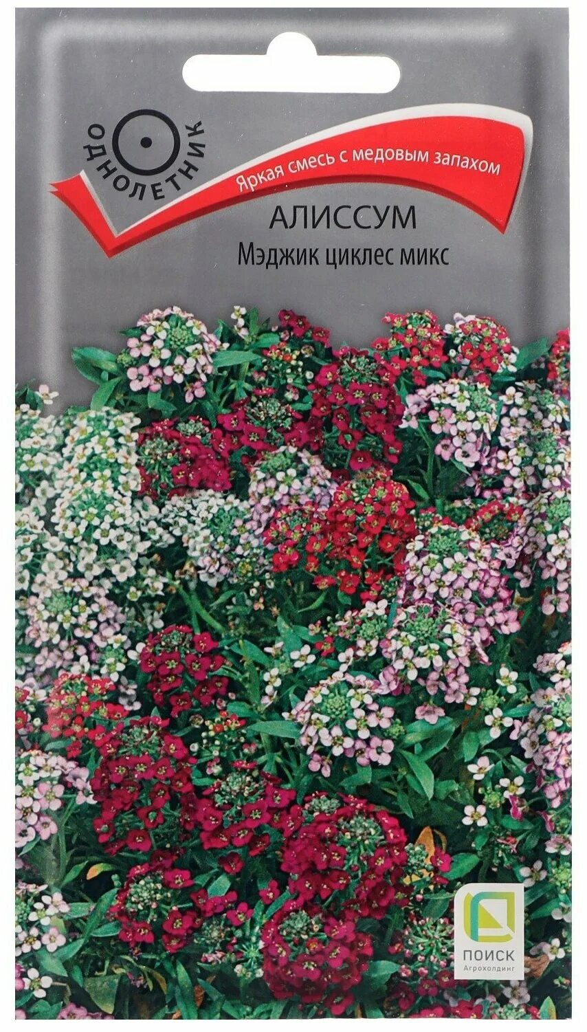 Алиссум циклес микс. Алиссум Мэджик циклес микс. Алиссум Сноу принцесс семена. Цветы алиссум Мэджик циклес микс. Алиссум Мэджик циклес микс огородное изобилие.