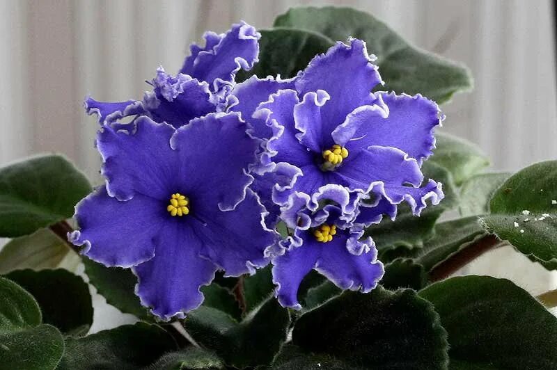 сорт фиалки нарциссовый блюз. фиалка санкист роуз. фиалка ле васильковый блюз. фиалка сорт ав нарцисс. ек нарциссовый блюз люкс.