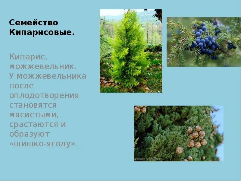 Почему можжевельник относится к высшим семенным растениям. Кипарис голосеменное растение. можжевельник семейства кипарисовых. голосеменные растения можжевельник. кипарисовые голосеменные растения.