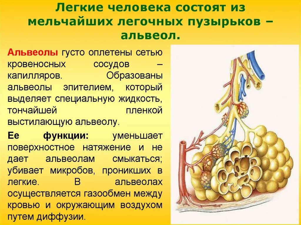 Альвеолы строение и функции. Функции легочных пузырьков альвеол. стенка легочных альвеол образована. особенности строения альвеолов. альвеолы функции.