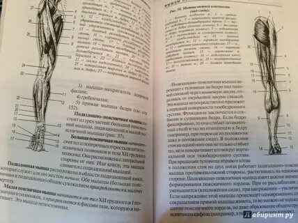 Ф анатомия