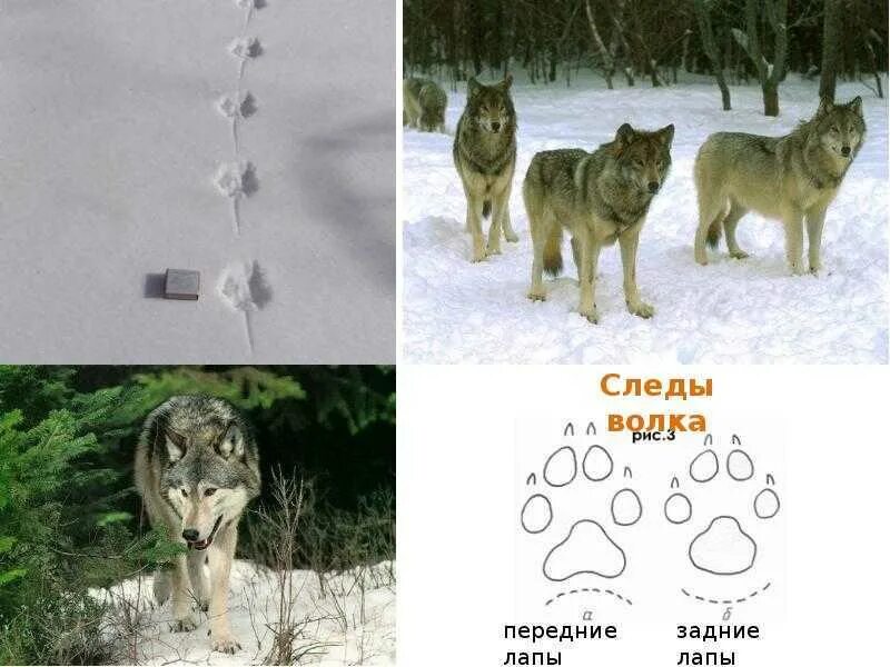 Как отличить следы. Следы волка и собаки отличие на снегу. Отличич следа волка от собаки. След волка лисы и собаки отличия. След волка и собаки сравнение.