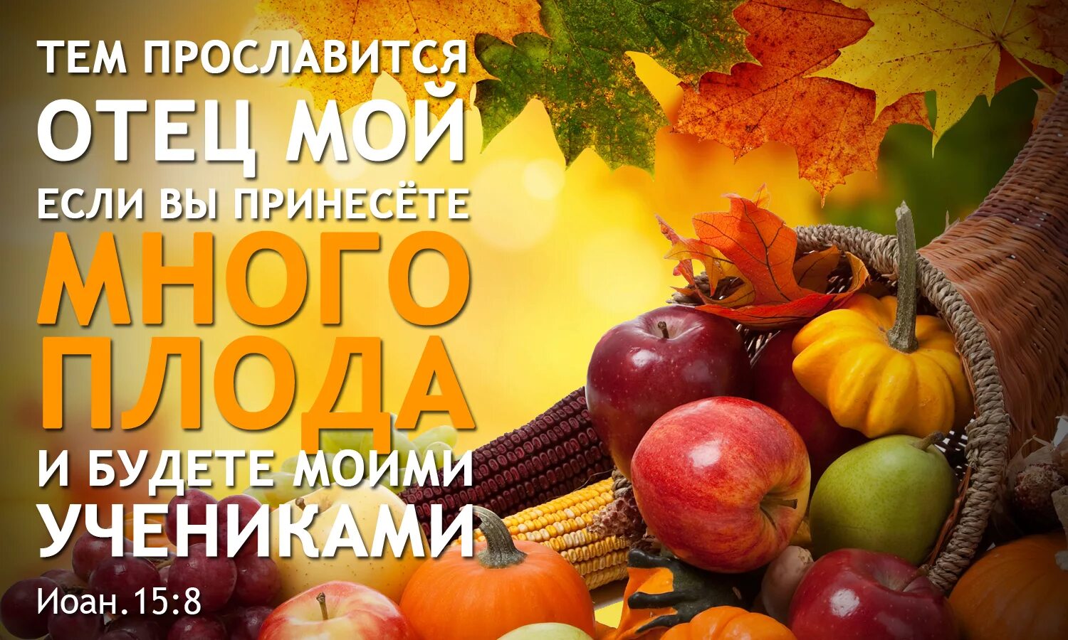 красивая надпись жатва. жатва урожай. зерновые культуры колоски. жатва слово. с праздником жатвы христианские.