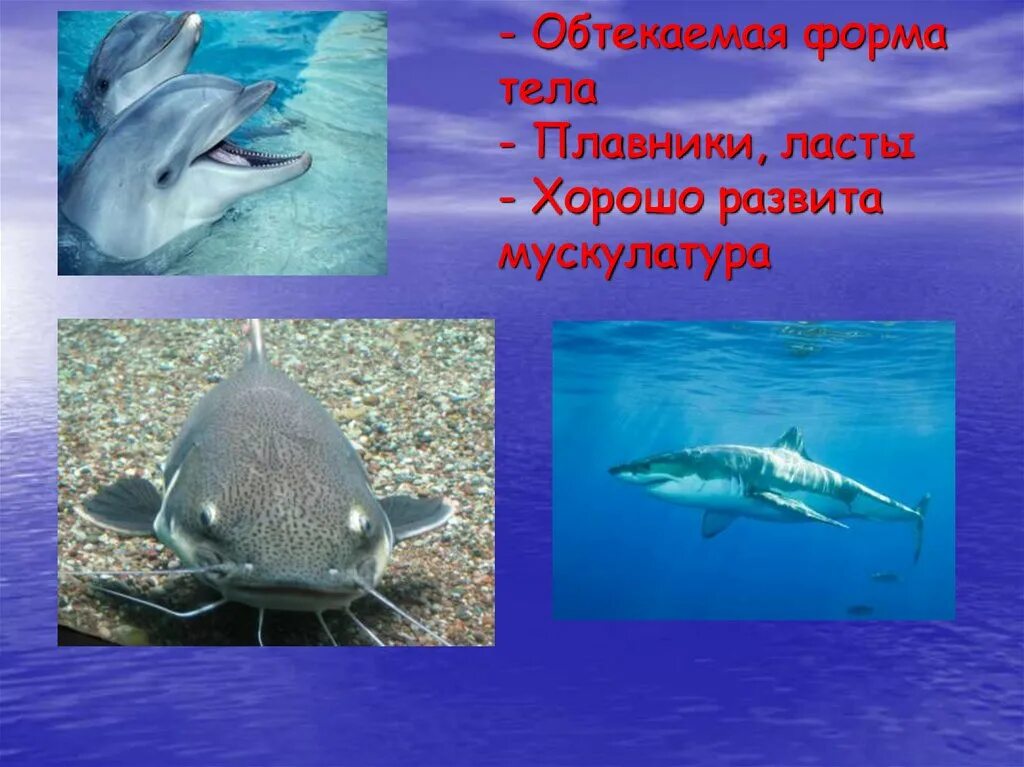Пример обтекаемой формы тела Основные направления эволюции
