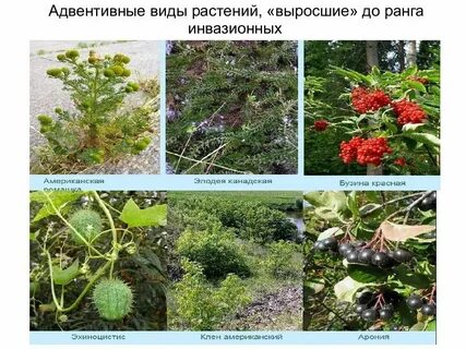 Общий вид растения это