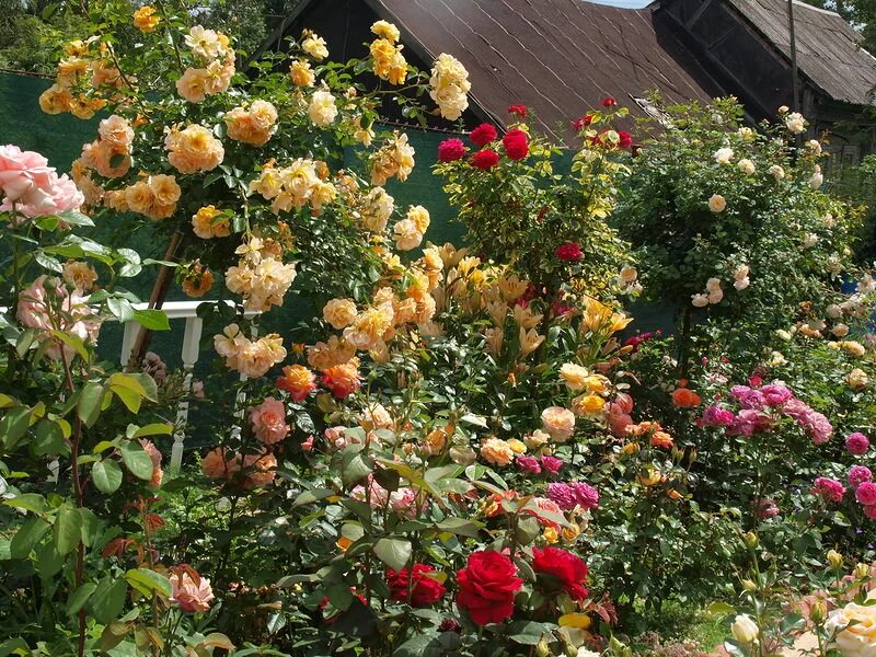 Плетистые розы сады Англии.