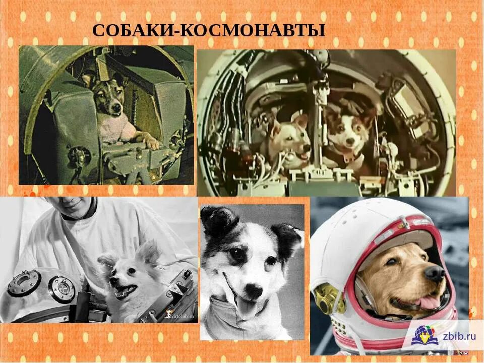 Какой породы были белка и стрелка. Белка и стрелка космонавты. Собаки космонавты лайка белка и стрелка. Первые собаки в космосе. Первая собака полетевшая в космос.
