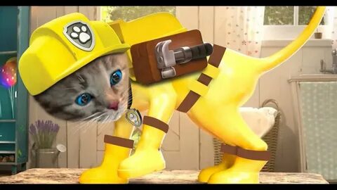 Little kitty adventure