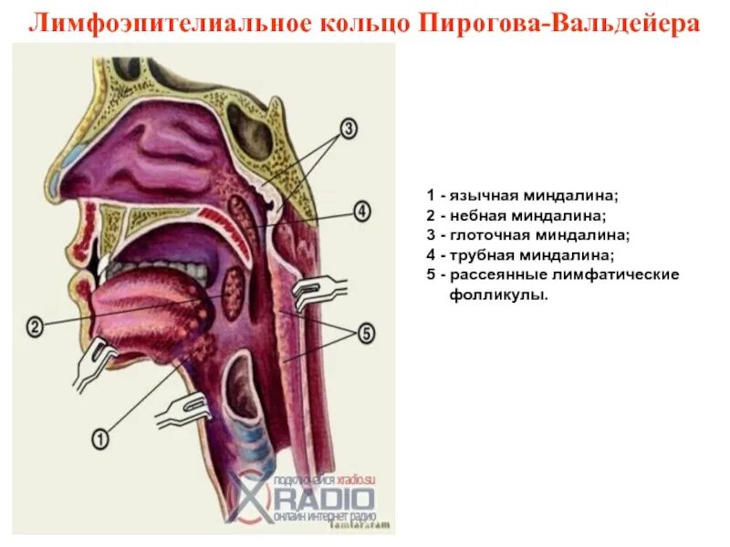 Выполняемые функции миндалины. Выполняемые функции миндалины