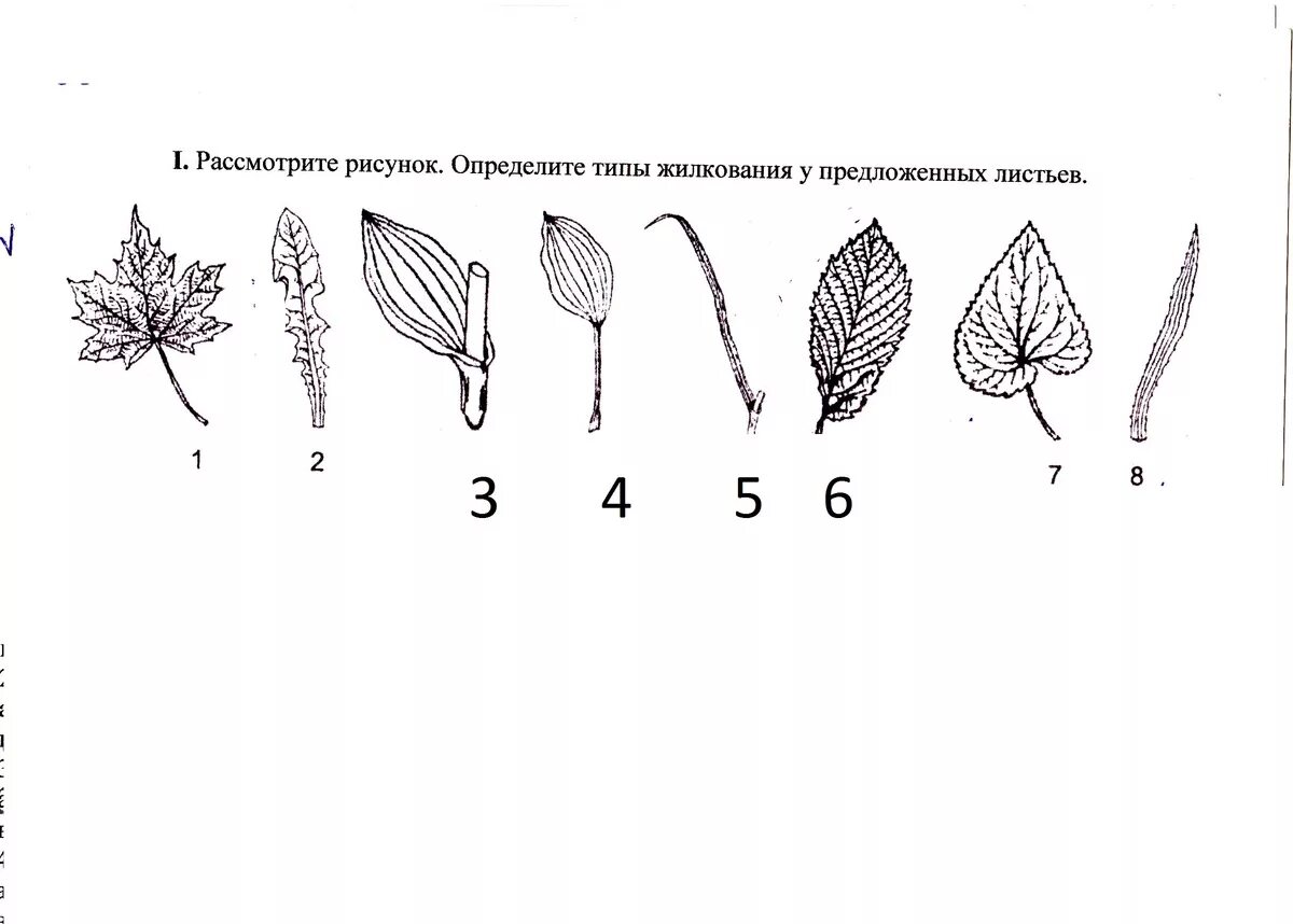 Определите жилкование листьев