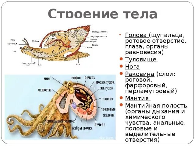 Строение организма вариант 1. Строение мантийной полости моллюска. мантийная полость у моллюсков. строение мантийной полости. мантия и мантийная полость.