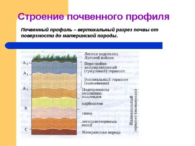 Горизонты горных пород. Строение почвы почвенный профиль. Строение почвы почвенные горизонты. Схематический почвенный профиль. Почвенный профиль (вертикальный разрез почвы).