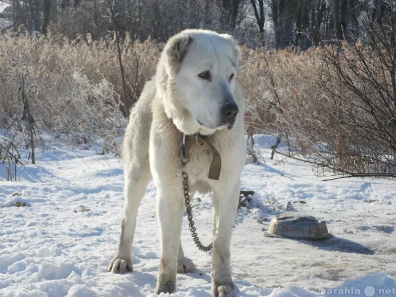 Алабай девочка. Алабай девочка. Порода алабай собака девочка. Среднеазиатская овчарка белая. Алабай девочка.