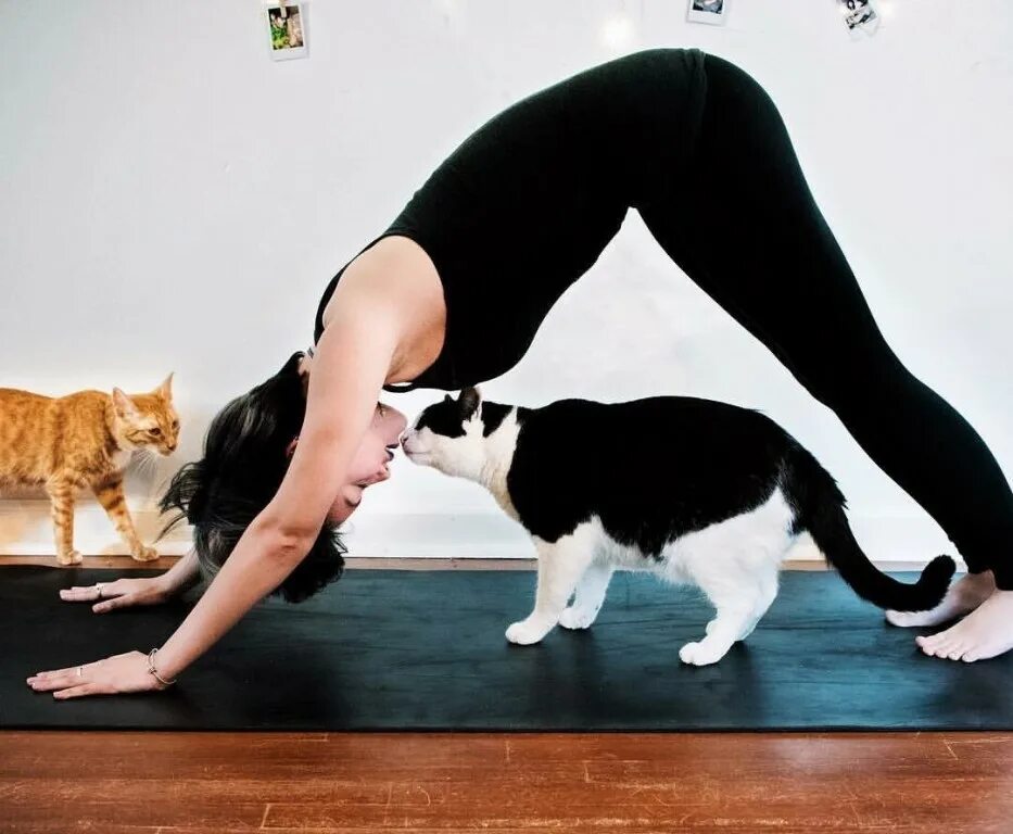 Кот йога. Красивые позы кошек. Смешные позы кошек. Поза кошечки в йоге. Йога с животными