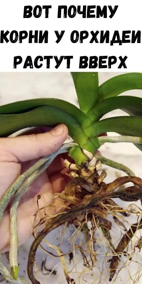Орхидея фаленопсис корни. Корневая шейка орхидеи фаленопсис. Орхидея фаленопсис сгнили корни. Здоровые корни орхидеи фаленопсис.