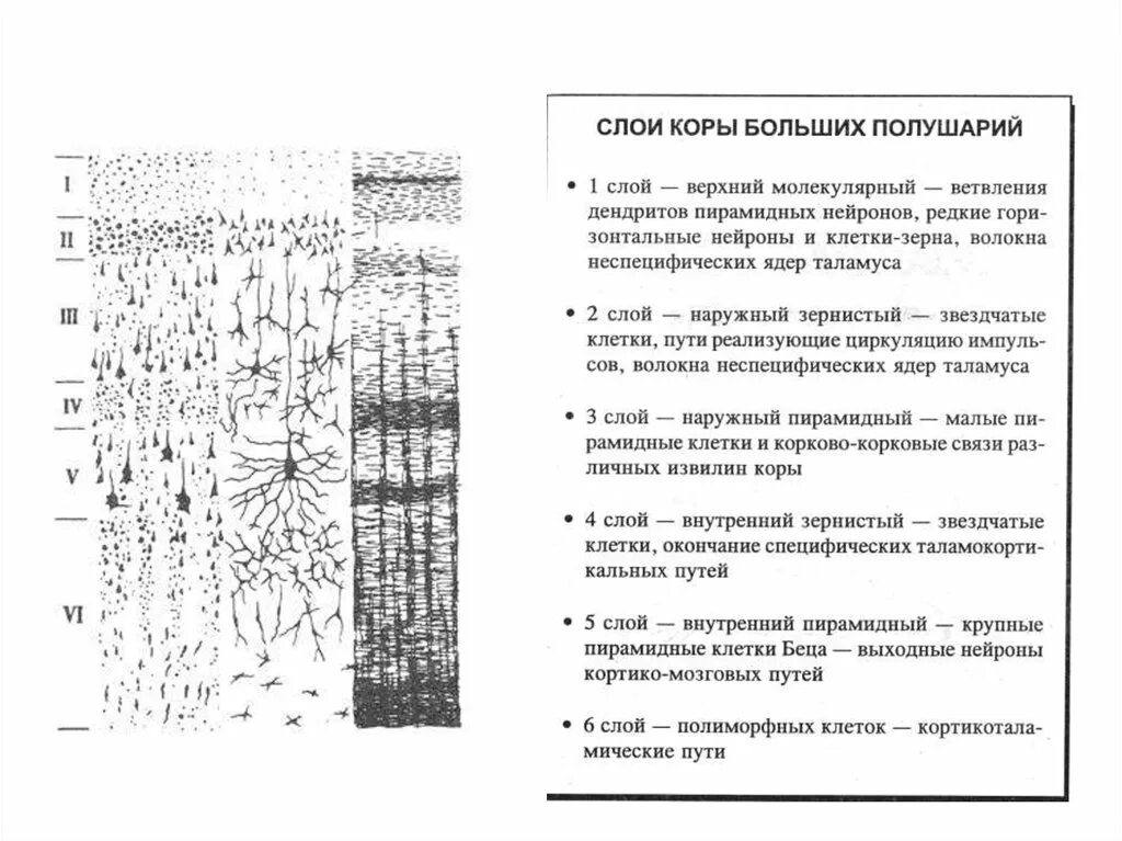 Слои коры полушарий. Слои клеток коры больших полушарий. Миелоархитектоника коры больших полушарий гистология. Слои коры больших полушарий таблица.