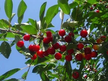 Урожайность сортов вишни