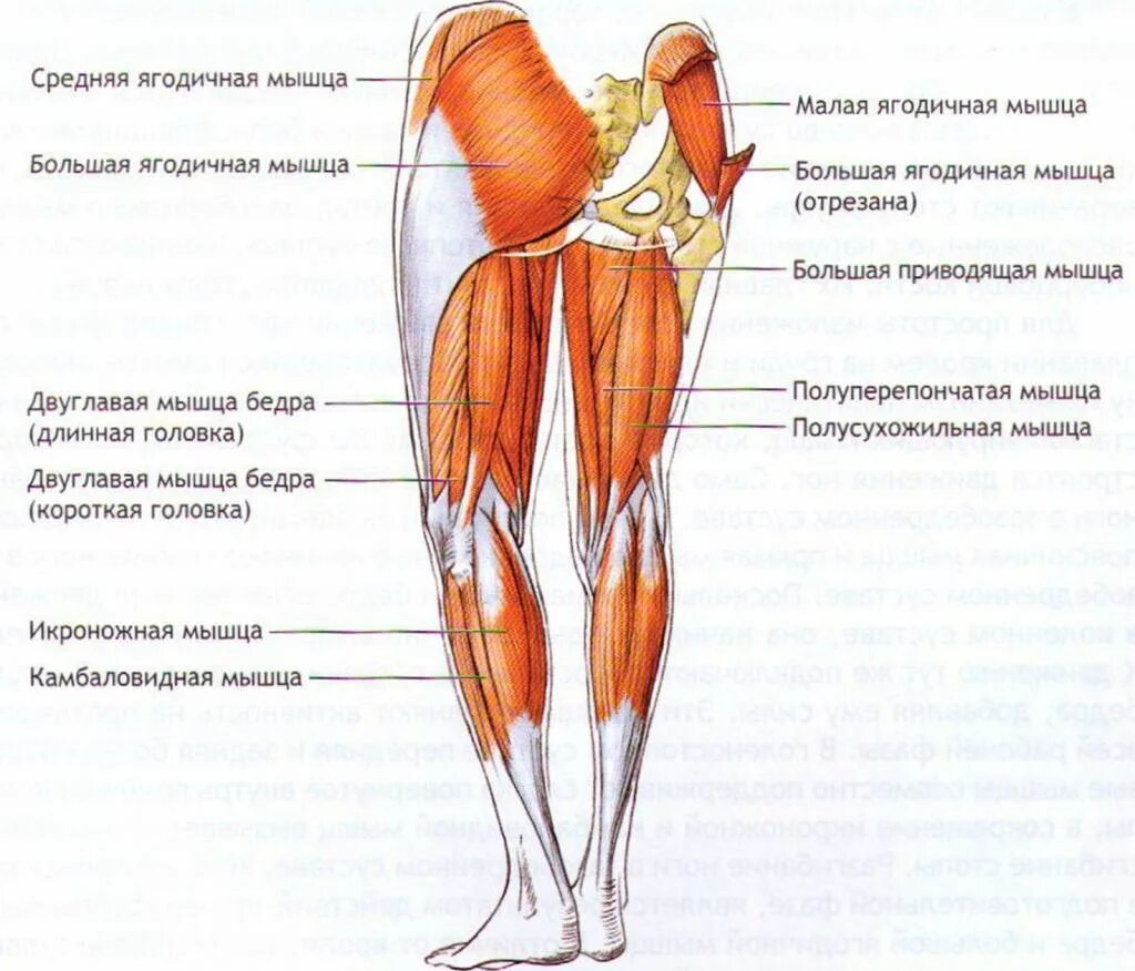 Больные ляшки. Мышцы задней поверхности бедра анатомия. Мышцы бедер и ягодиц анатомия. Анатомия задних мышц ног. Мышцы задней поверхности бедра и голени.