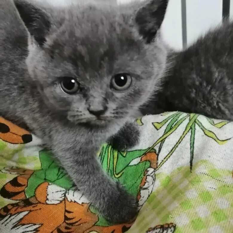 Маленькие котята на продажу. Котята в добрые руки киров. Породистые котята. Котятки в добрые руки в верхнеяркеево. Катя котенок.