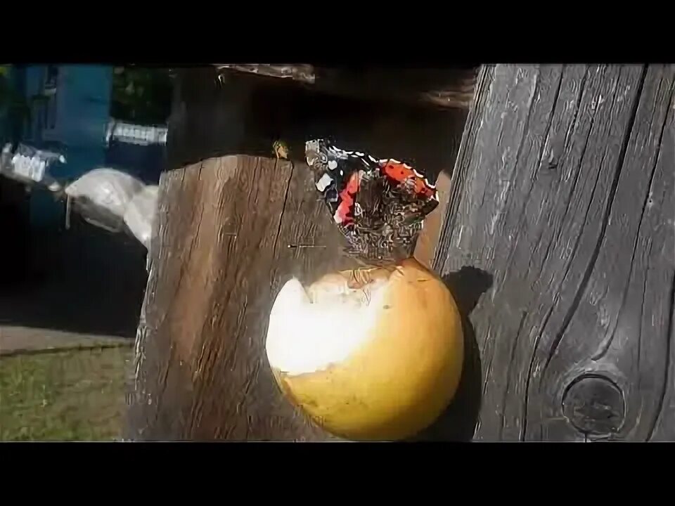 Солнце вышло уже из за груши
