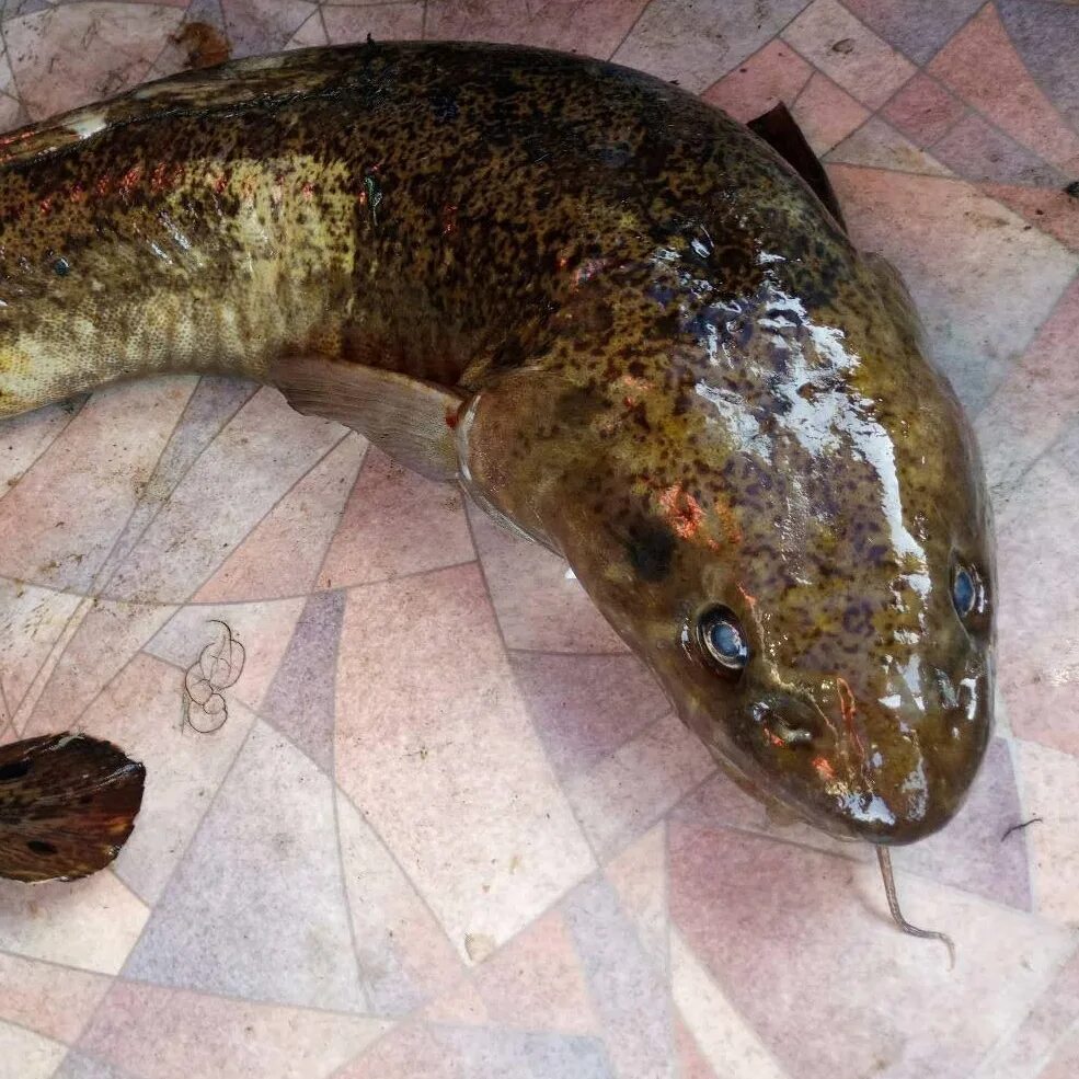 Рыба в хакасии. Шира рыба. Рыбы хакасии. Река енисей рыбалка. Рыбы хакасии.