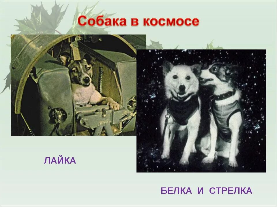 1 собака космонавт. Первая собака космонавт лайка. Собаки космонавты лайка белка и стрелка. Белка и стрелка полёт в космос 1958. Собака лайка первая в космосе для детей.