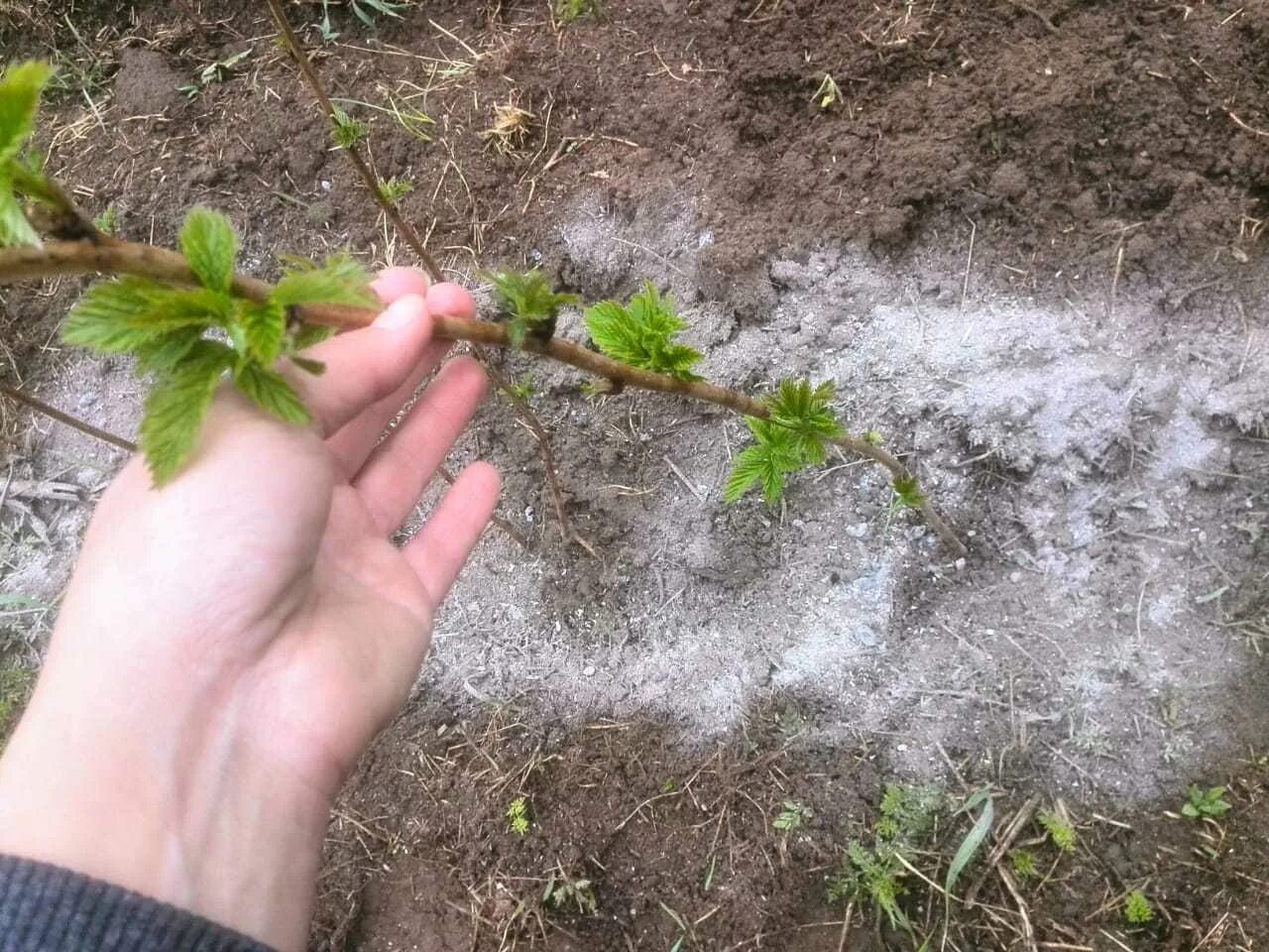 Подкормка малины удобрениями