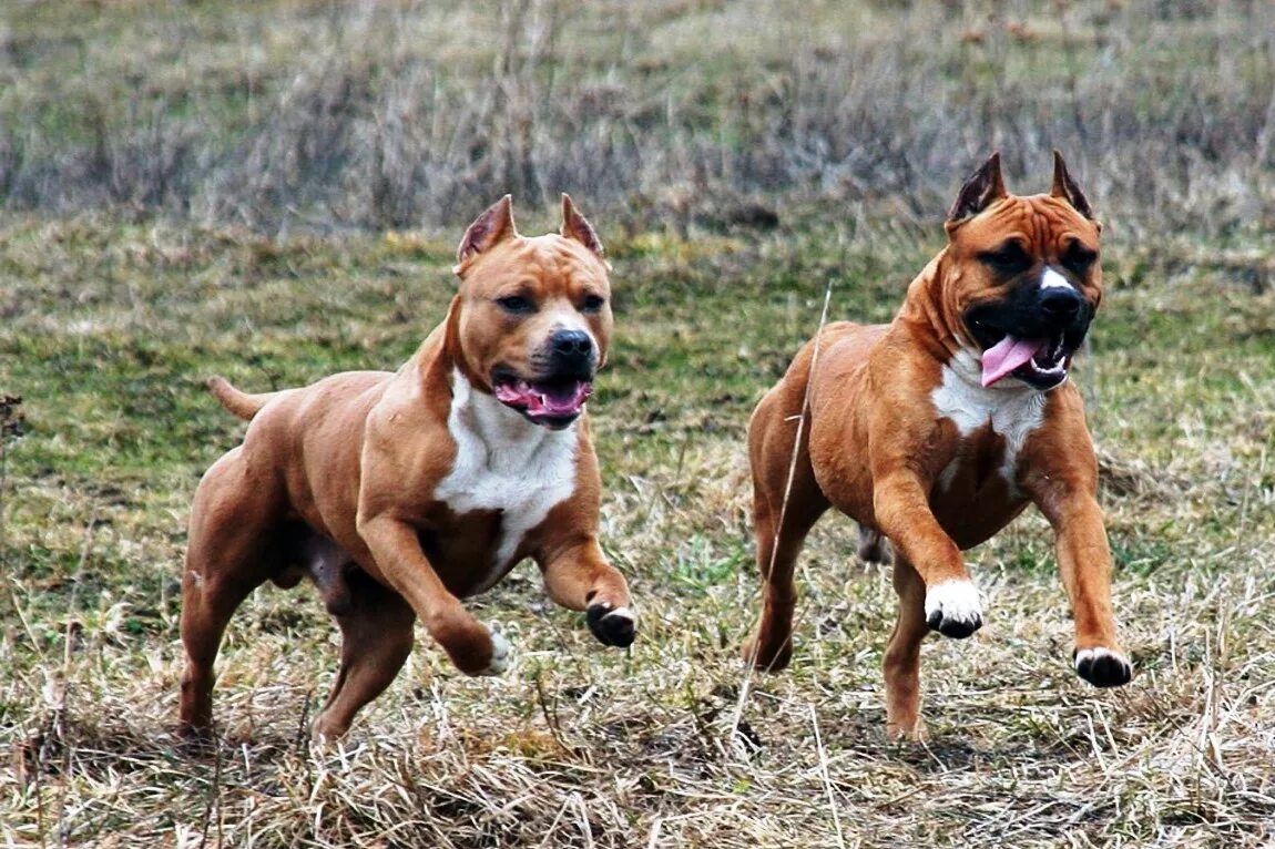 Щенки которые вырастают крупными. Собака стала меньше. Собака стала меньше. Собака стала меньше. Щенок вырос.