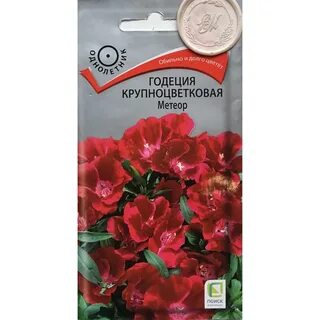 Семена годеции фото